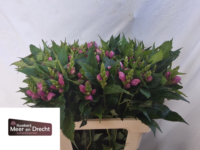 <h4>Chelone Obliqua Meer En Drecht</h4>