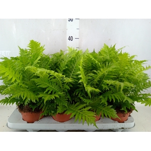 Blechnum gibbum 'Silver Lady'