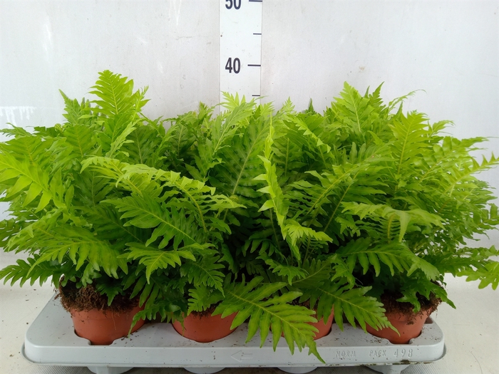 <h4>Blechnum gibbum 'Silver Lady'</h4>
