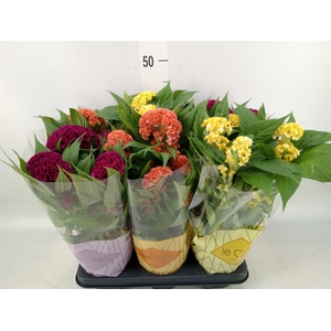 Celosia arg. CR 'Twisted'   ...mix