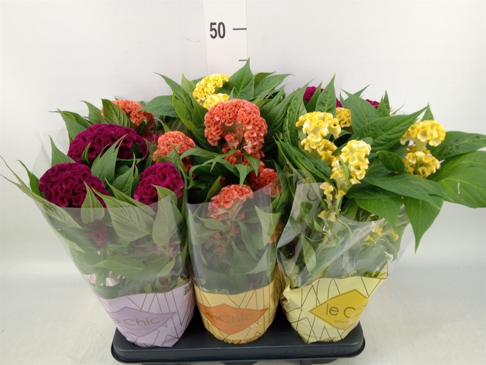 <h4>Celosia arg. CR 'Twisted'   ...mix</h4>