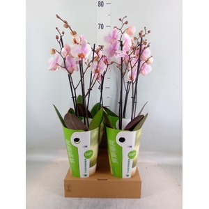 Phalaenopsis   ...white