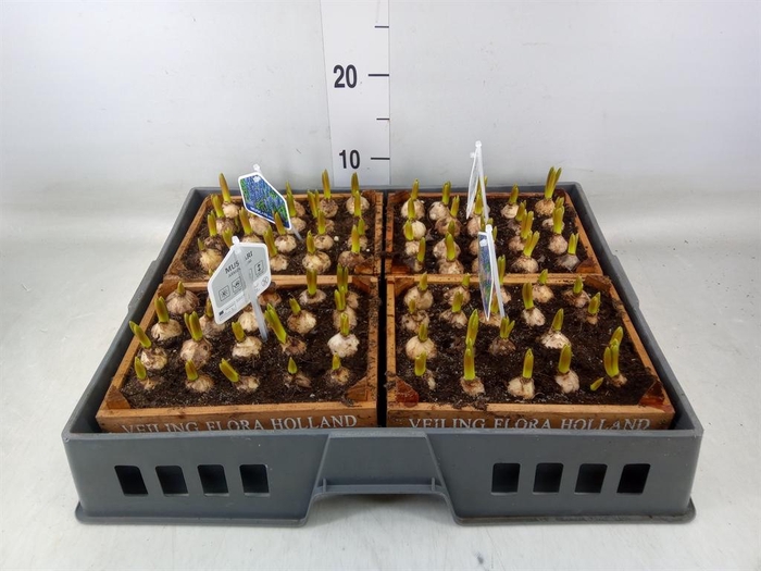 <h4>Arr. Muscari L%</h4>