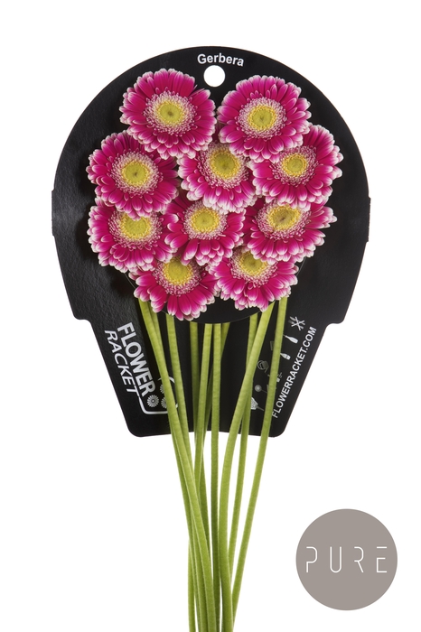 Germini Cassis Flowerracket