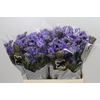 Limonium Sinuatum Mermaid Wings