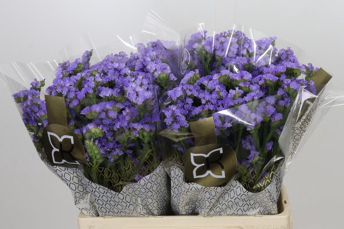 Limonium Sinuatum Mermaid Wings
