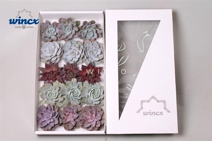 Echeveria Love Mix (wincx) Cutfl (5 Spcs)