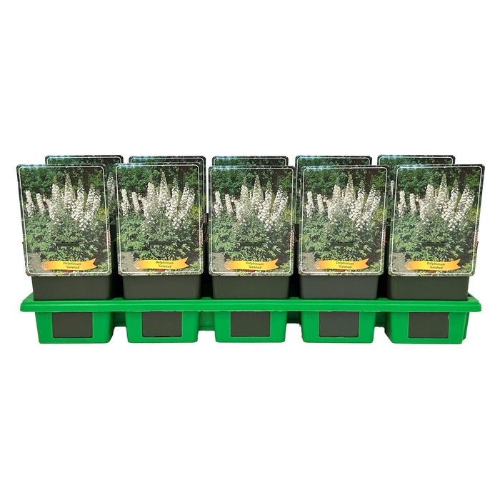 <h4>Delphinium Pacific Giant Galah</h4>