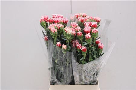 <h4>Di St Cheerio</h4>