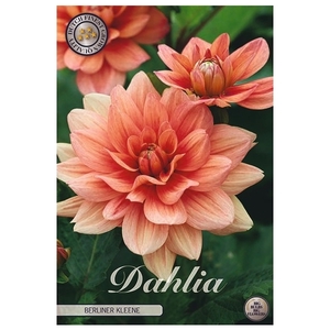 Dahlia Berliner Kleene x1