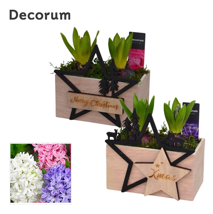 <h4>Hyacint Duo Hout Kerst HL15902 [PURE]</h4>