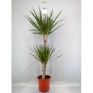 Dracaena marg.