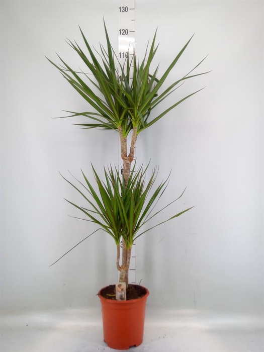 <h4>Dracaena marg.</h4>