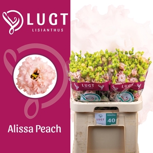 EUS G ALISSA PEACH