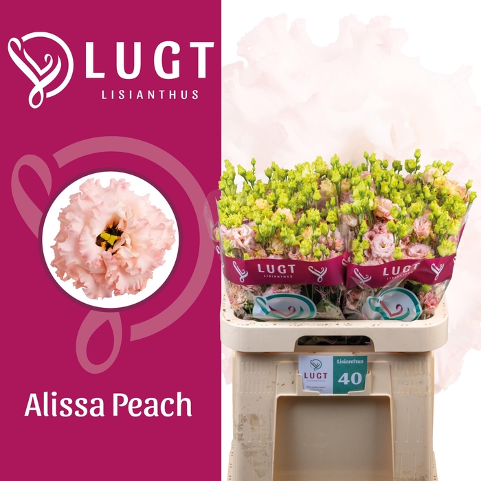 <h4>EUS G ALISSA PEACH</h4>