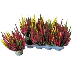 CALLU SKYLINE TRIO G