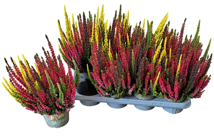 <h4>CALLU SKYLINE TRIO G</h4>