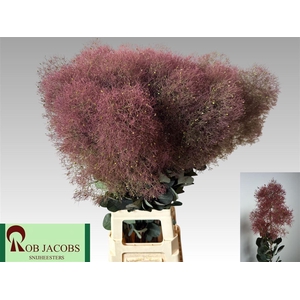 Cotinus C Magical Red Torch