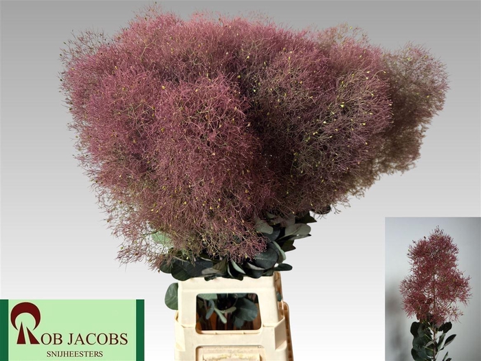 <h4>Cotinus C Magical Red Torch</h4>