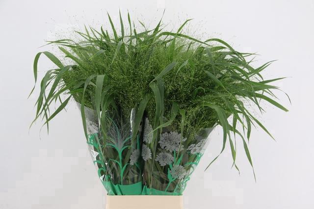 <h4>GRAS PANIC VI FONTAINE</h4>