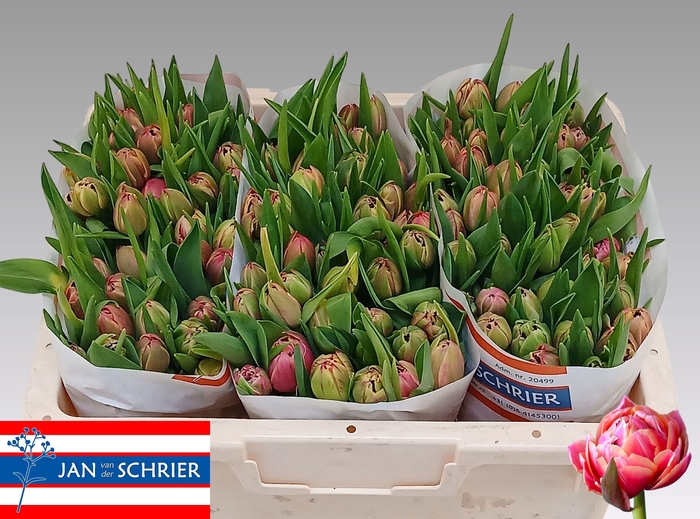 <h4>TU DU COLUMBUS</h4>