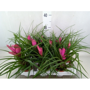 Tillandsia cyanea 'Josee'