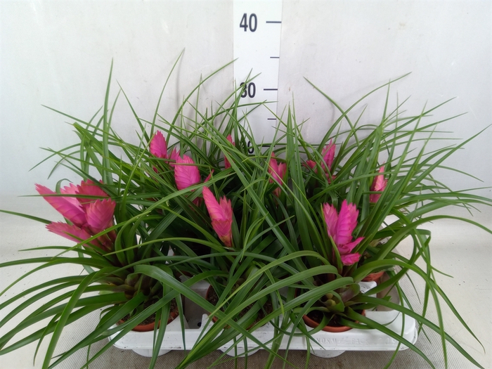 <h4>Tillandsia cyanea 'Josee'</h4>