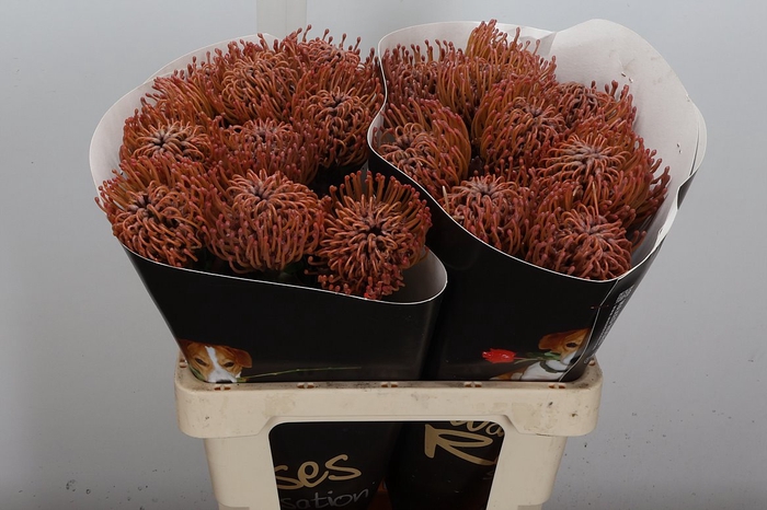 <h4>Protea Leuco Ov</h4>