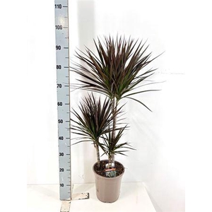 Dra Marg Magenta 45-30-15