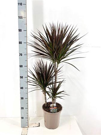 <h4>Dra Marg Magenta 45-25-10 Cm</h4>