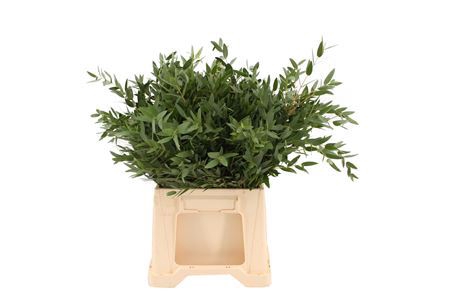 <h4>Euca Parvifolia Kort</h4>