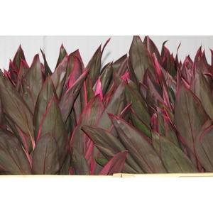 FOLHAGEM DRACENA BABY PINK
