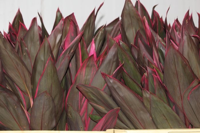 <h4>FOLHAGEM DRACENA BABY PINK</h4>
