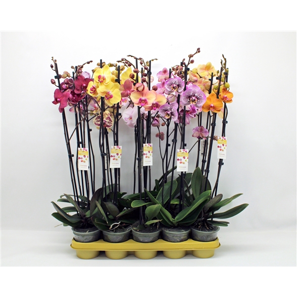 <h4>Gemengd 2-tak 70cm (GROEN)</h4>