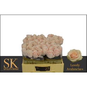 R Gr Lovely Avalanche+ SK