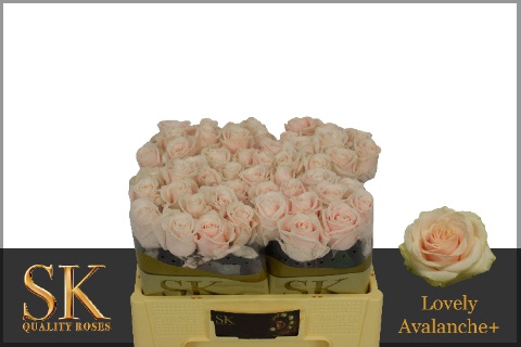 <h4>R Gr Lovely Avalanche+ SK</h4>