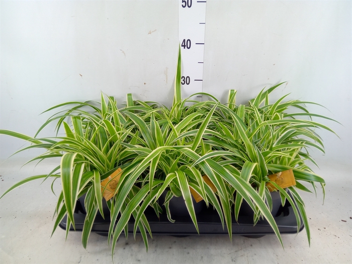 <h4>Chlorophytum com. 'Ocean'</h4>