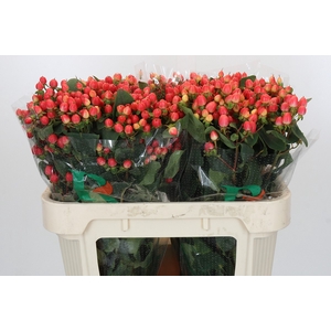 Hypericum Magical Royal Princess