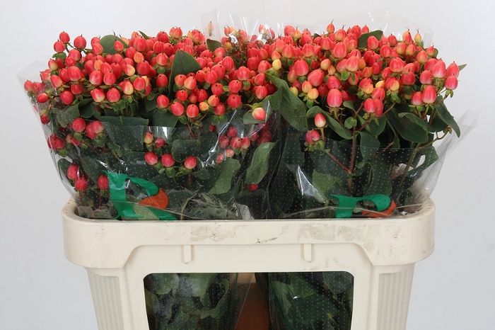 <h4>Hypericum Magical Royal Princess</h4>