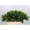 Pittosporum Ilan