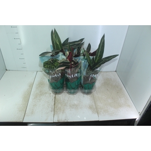MARANTA VARIADO P12