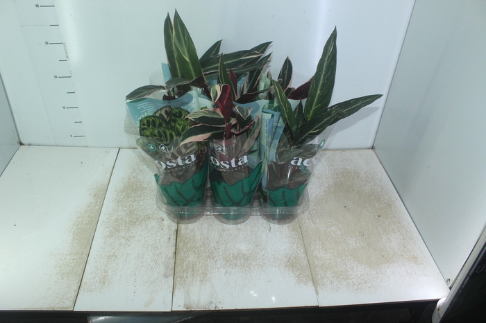 <h4>MARANTA VARIADO P12</h4>