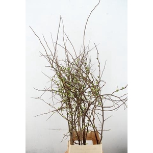 CHAENOMELES SUPERBA WHITE EXTRA 120CM 120CM