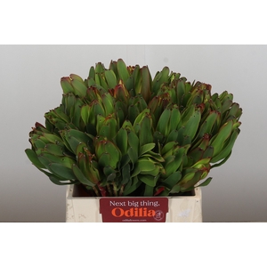 Leucadendron Laurel Yellow