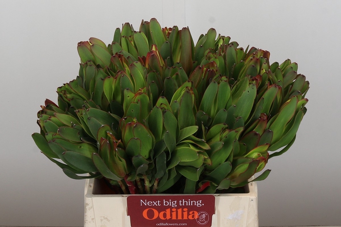 Leucadendron Laurel Yellow