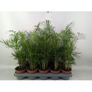 Chamaedorea elegans