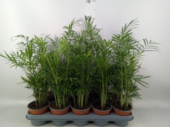 <h4>Chamaedorea elegans</h4>