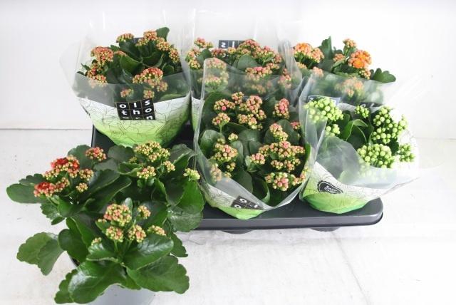 <h4>KAL GE GEM 4 KL</h4>