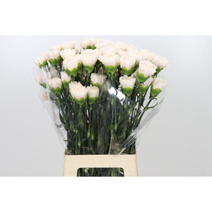 Dianthus St Brut