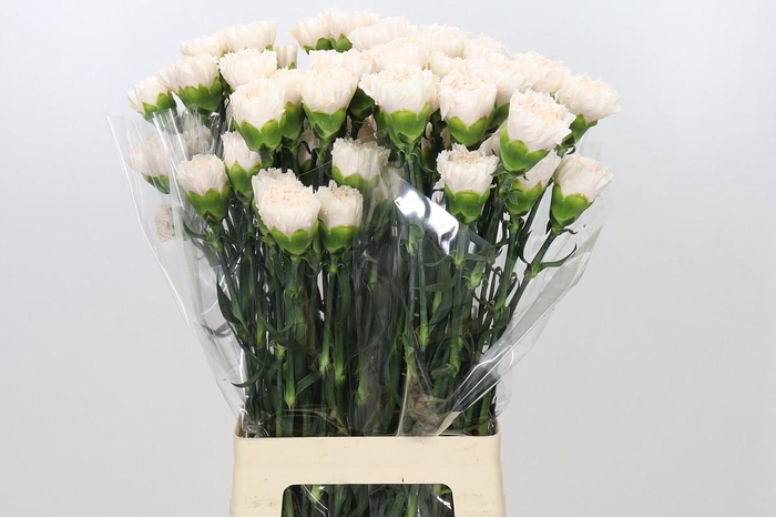 <h4>Dianthus St Brut</h4>